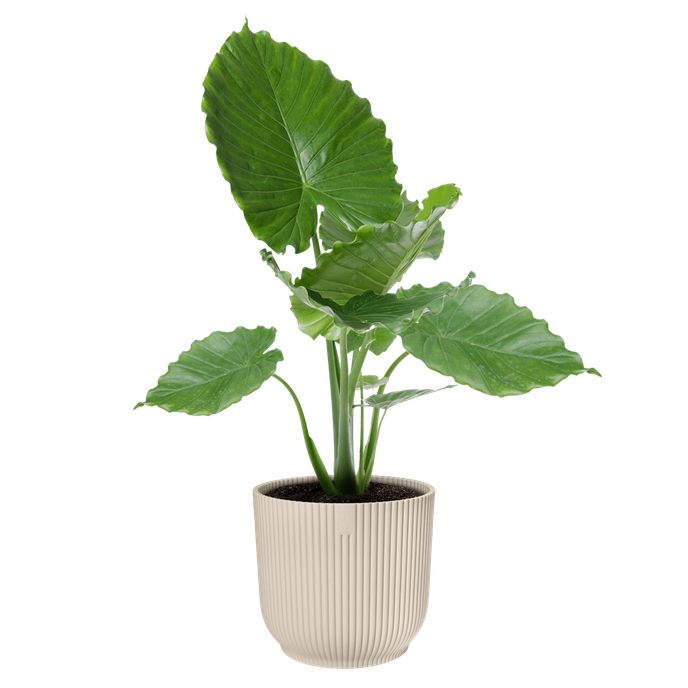 vibes fold rond 35cm blanc lin